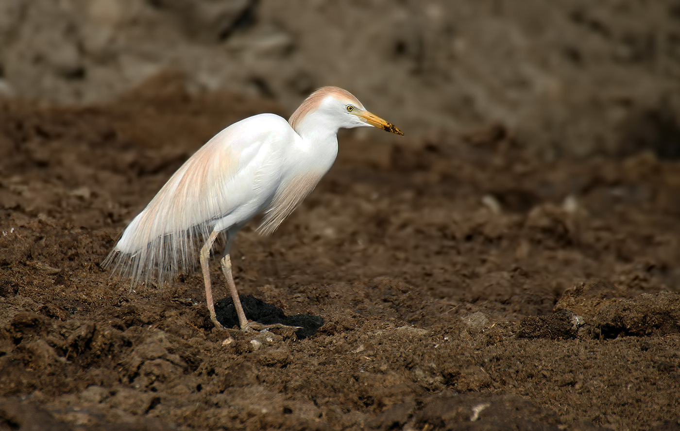 Cattle Egret